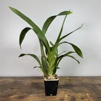 Oncidium Orchid
