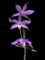 Dendrobium hercoglossum
