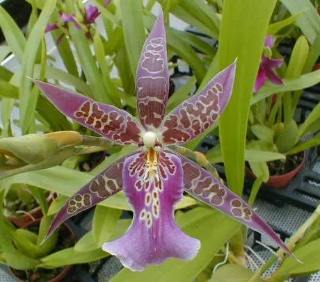 Miltassia TROPIC SPLENDOR