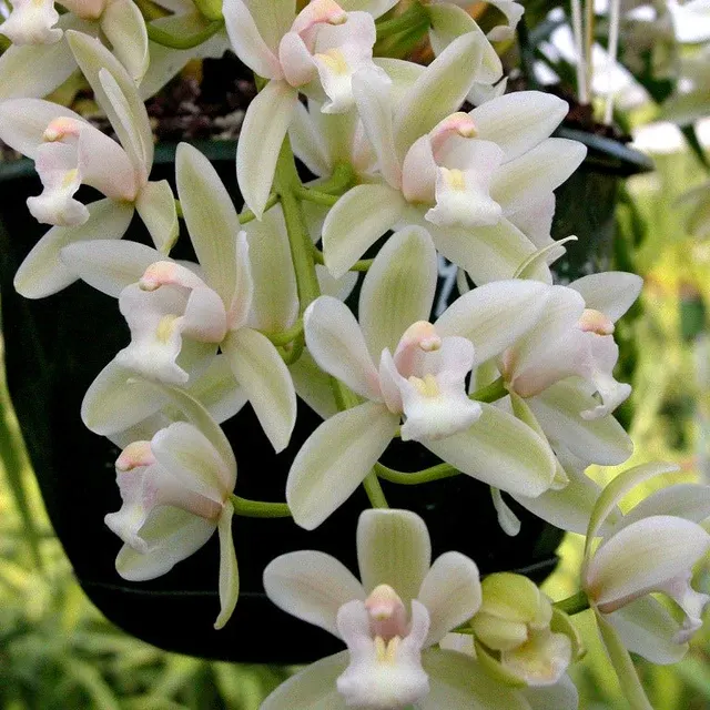 Cymbidium Little Sarah 'Snowflake'