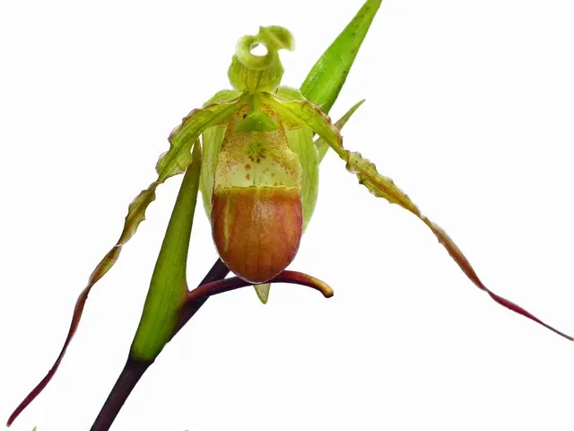 Phragmipedium hirtzii (Phragmipedium)