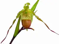 Phragmipedium hirtzii