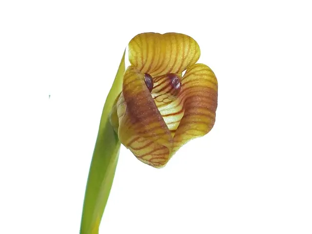 Maxillaria subrepens (Maxillaria)