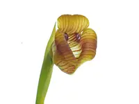 Maxillaria subrepens