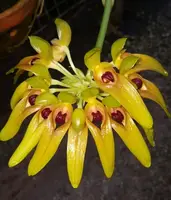 Bulbophyllum graveolens — Not Currently In Bloom or Spike