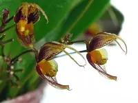 Scaphosepalum andreettae