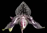 Paph. godefroyae X Paph. Lady Isabel