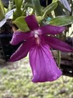Miltonia moreliana 'Escura' (4" pot)