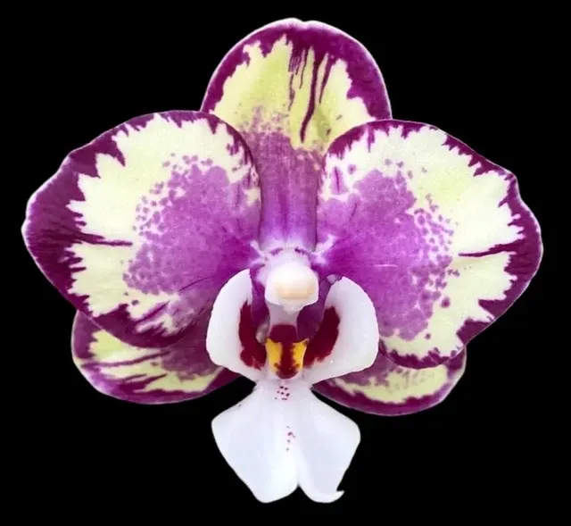 Phalaenopsis Kaoda Twinkle - Flori Parfumate '1442'