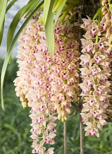 Cymbidium Mary Green 'Spring Wind' (Cymbidium)