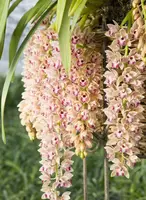 Cymbidium Mary Green "Spring Wind"