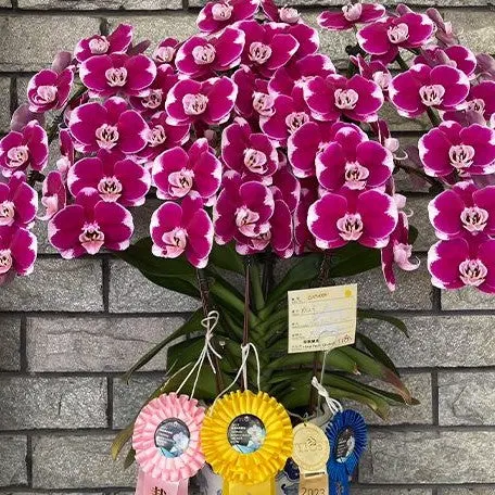 Phalaenopsis Hwa Yuan Five Star