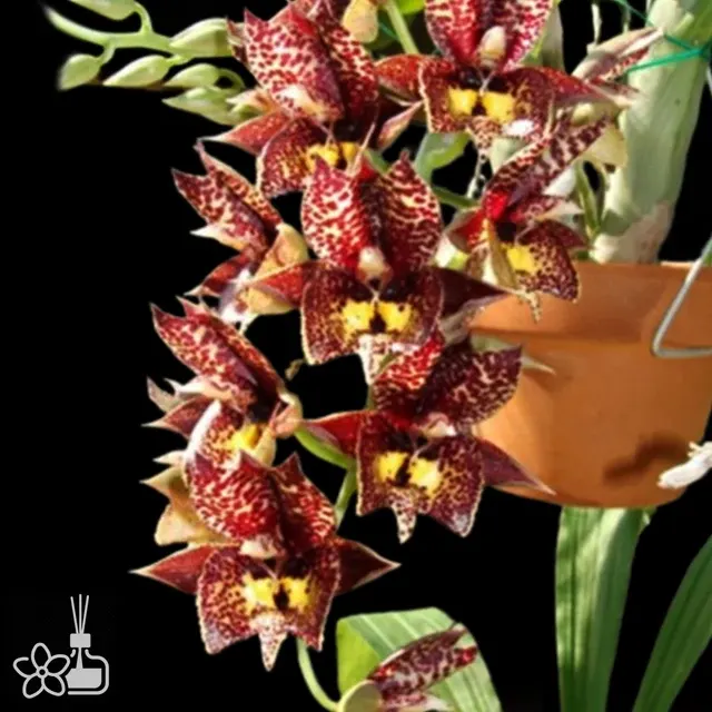 Catasetum Louise Clark