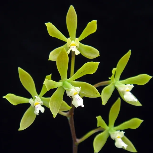 Encyclia ceratistes (Encyclia)