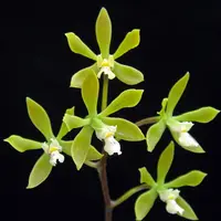 Encyclia ceratistes
