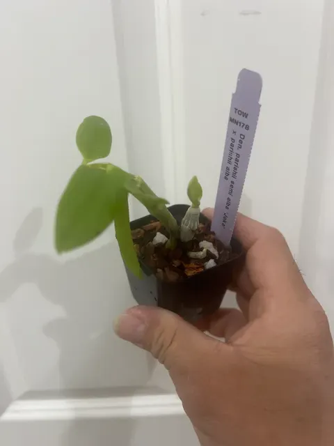 Dendrobium parishii semialba x alba (Dendrobium)