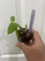 Dendrobium parishii semialba x alba (s)