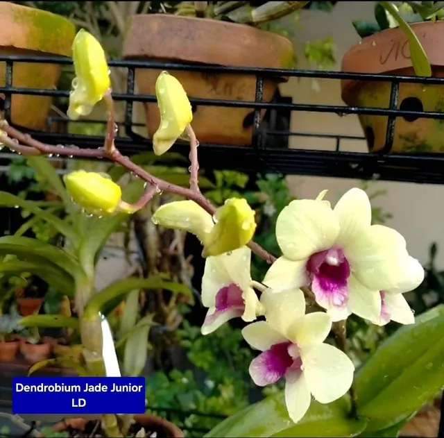 Dendrobium 8 Junior LD (Dendrobium)