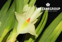 DENDROBIUM PENTAPTERUM SMALL ORCHID MOUNTED