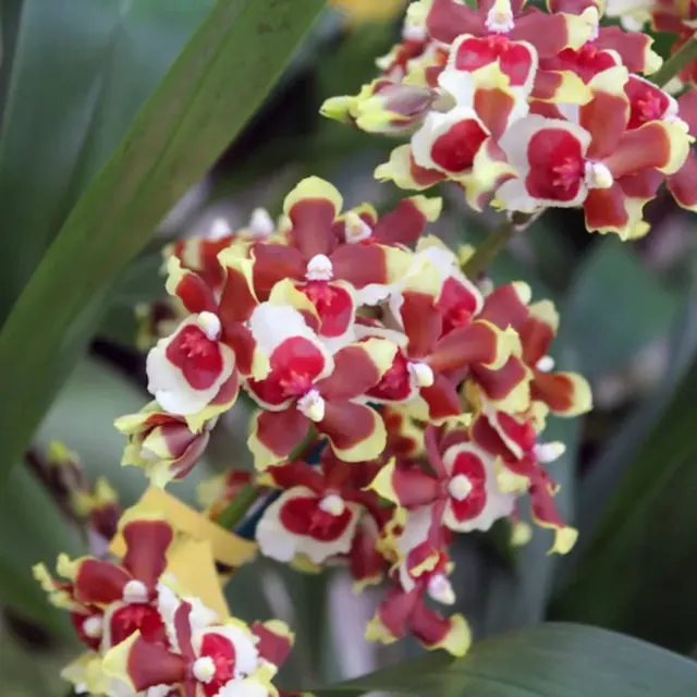 Oncidium Jimbo 'Swarm' (Oncidium)