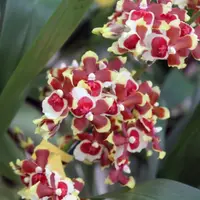 Seedling Orchid Oncidium Jimbo 'Swarm' Live PLant