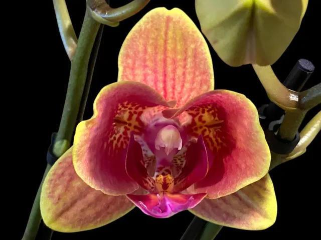 Phalaenopsis Sogo Allen Peloric