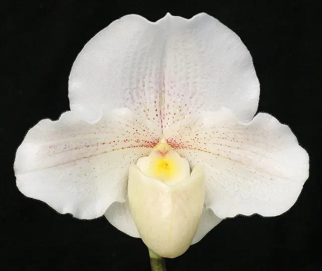 Paphiopedilum Lunacy 'Autumn Light'