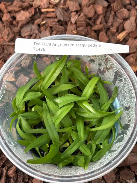 Angraecum sesquipedale (Angraecum)