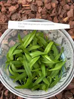 FLASK Angraecum sesquipedale