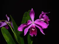 Cattleya purpurata Rubra x Sanguinea