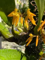 Bulbophyllum helenae