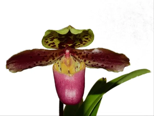 Paphiopedilum henryanum