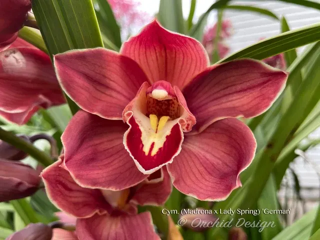 Cymbidium – Lovely Red! 'German'