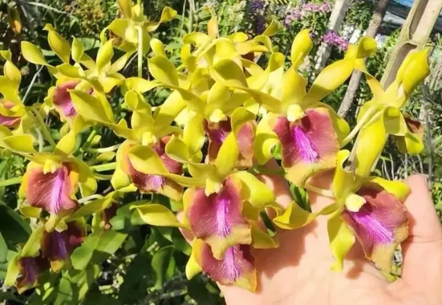 Dendrobium Lasian Bnana 99