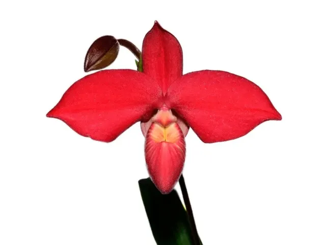 Phragmipedium Robert-Jan Quene (Phragmipedium)