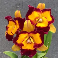 Rlc. Linkin Love 'Chester' (234)