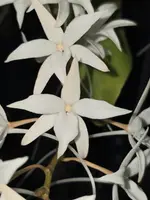 Aerangis modesta