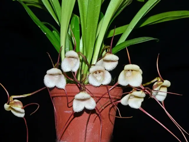 Dracula saulii (Dracula)