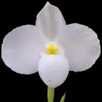 Paph delenatii fma album