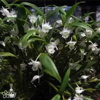 [Bare-root] #DA# Den. hymenanthum 茉香石斛 [2.4" BS][Sept in stock 26]