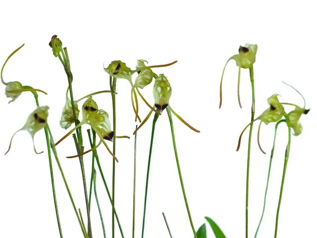 Porroglossum olivaceum (Porroglossum)