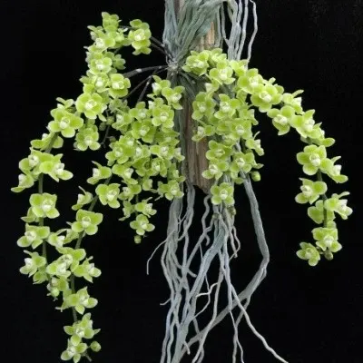 Chiloschista vridiflava sp (Chiloschista)