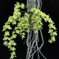 Chiloschista vridiflava sp.