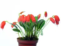 Masdevallia lucernula