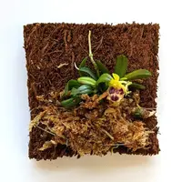 Haraella Retrocalla, Taiwan Fragrant Orchid (香蘭), Miniature Orchid, Easy to Grow