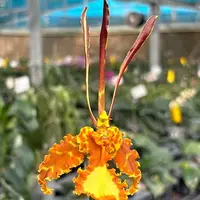 Psychopsis(Psychopsis) Mariposa 2.5"