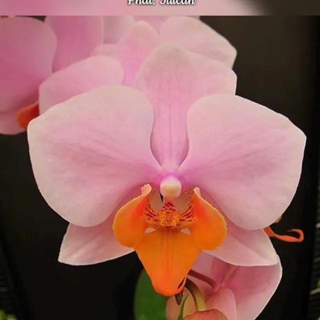 Phalaenopsis Tulcan (Phalaenopsis)