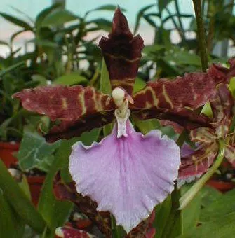 Odontonia FIONA ISLER