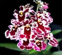 Individual Mini Orchid - Tolumnia - Koromo