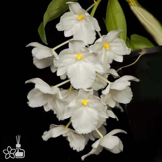 Dendrobium farmeri f. petaloid album 'Hsinying'